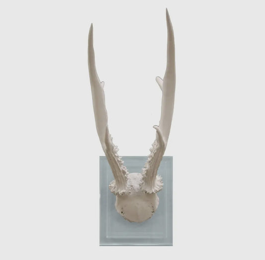 White Antler on Double Glass Base Wall Mount